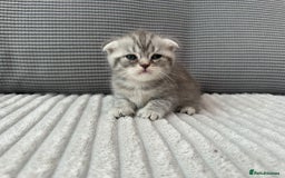 Scottish Fold cats for sale: Scottish fold kittens - Image 5