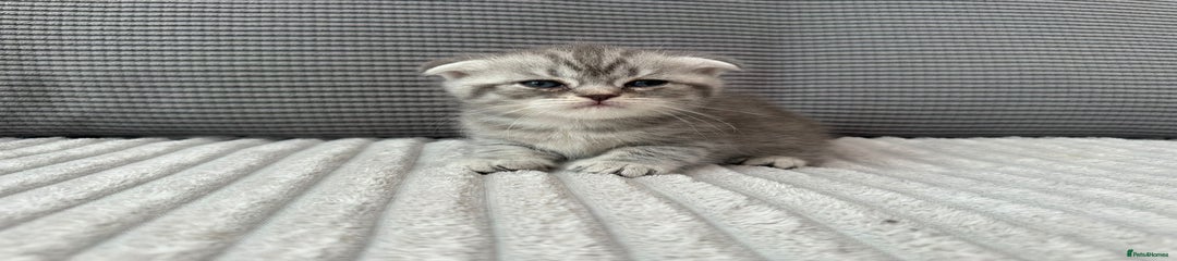 Scottish Fold Kitten 2