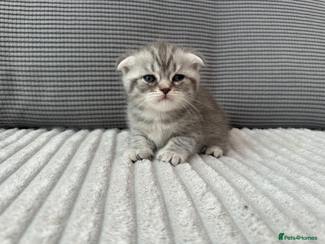 Scottish Fold cats for sale: Scottish fold kittens - Image 5