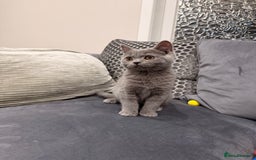 British Shorthair cats for sale: British Shorthair kittens and Mum for sale - Image 26