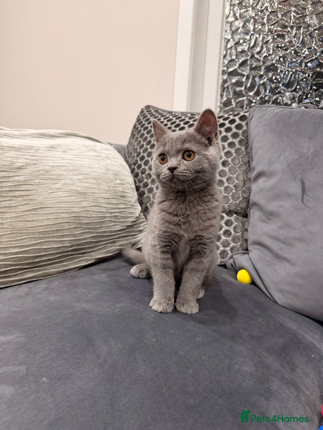 British Shorthair cats for sale: British Shorthair kittens and Mum for sale - Image 26
