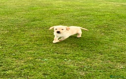 Labrador Retriever dogs for sale: Labrador pups - Image 4