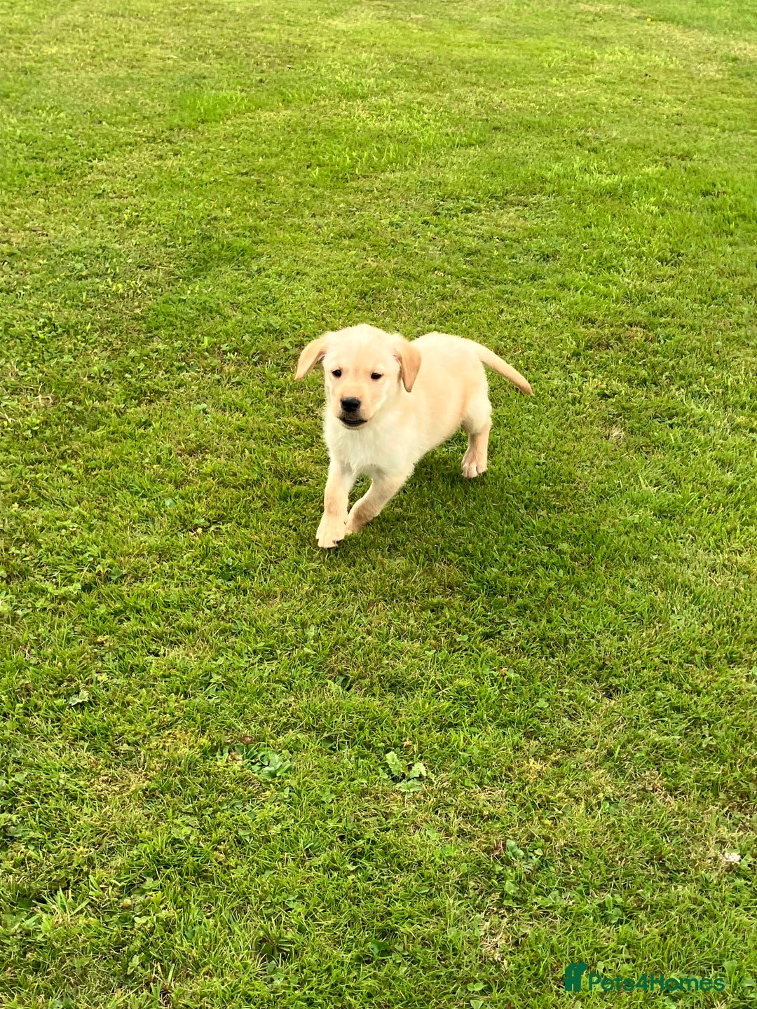 Labrador Retriever dogs for sale: Labrador pups - Image 4