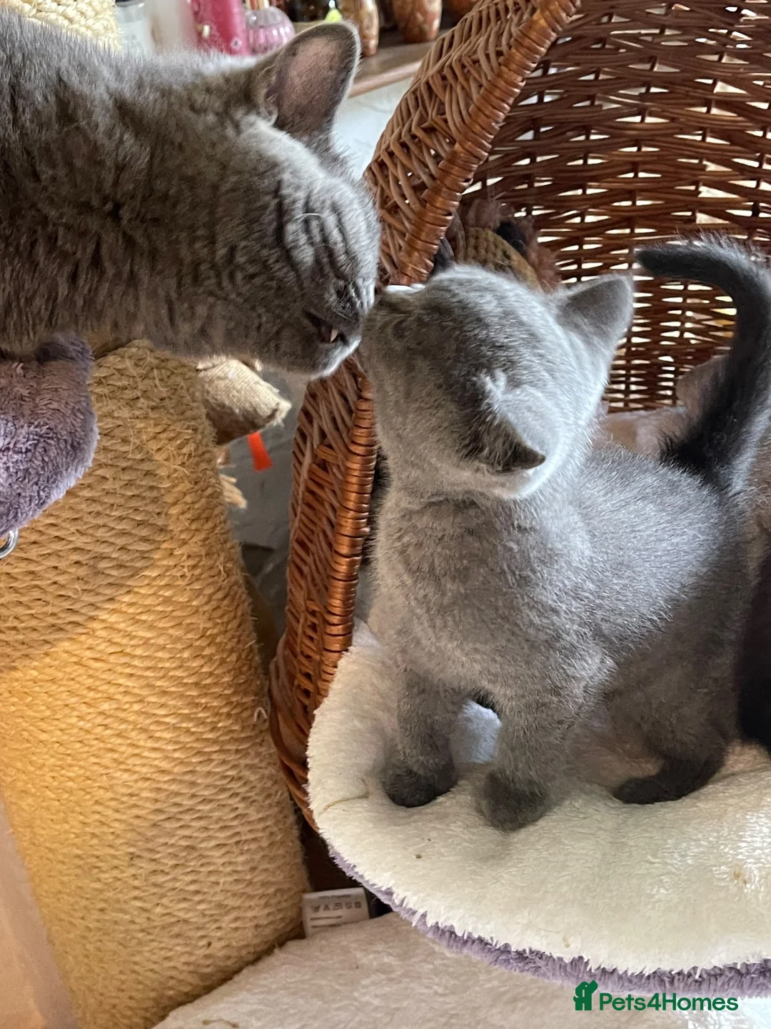 British Shorthair cats for sale: Registered Vaccinated Female Blue BSH - Advert 4
