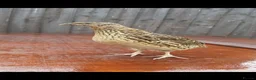 Quail poultry for sale: 🐦 MALE JUMBO COTURNIX QUAIL FOR SALE 🐦 - Advert 7