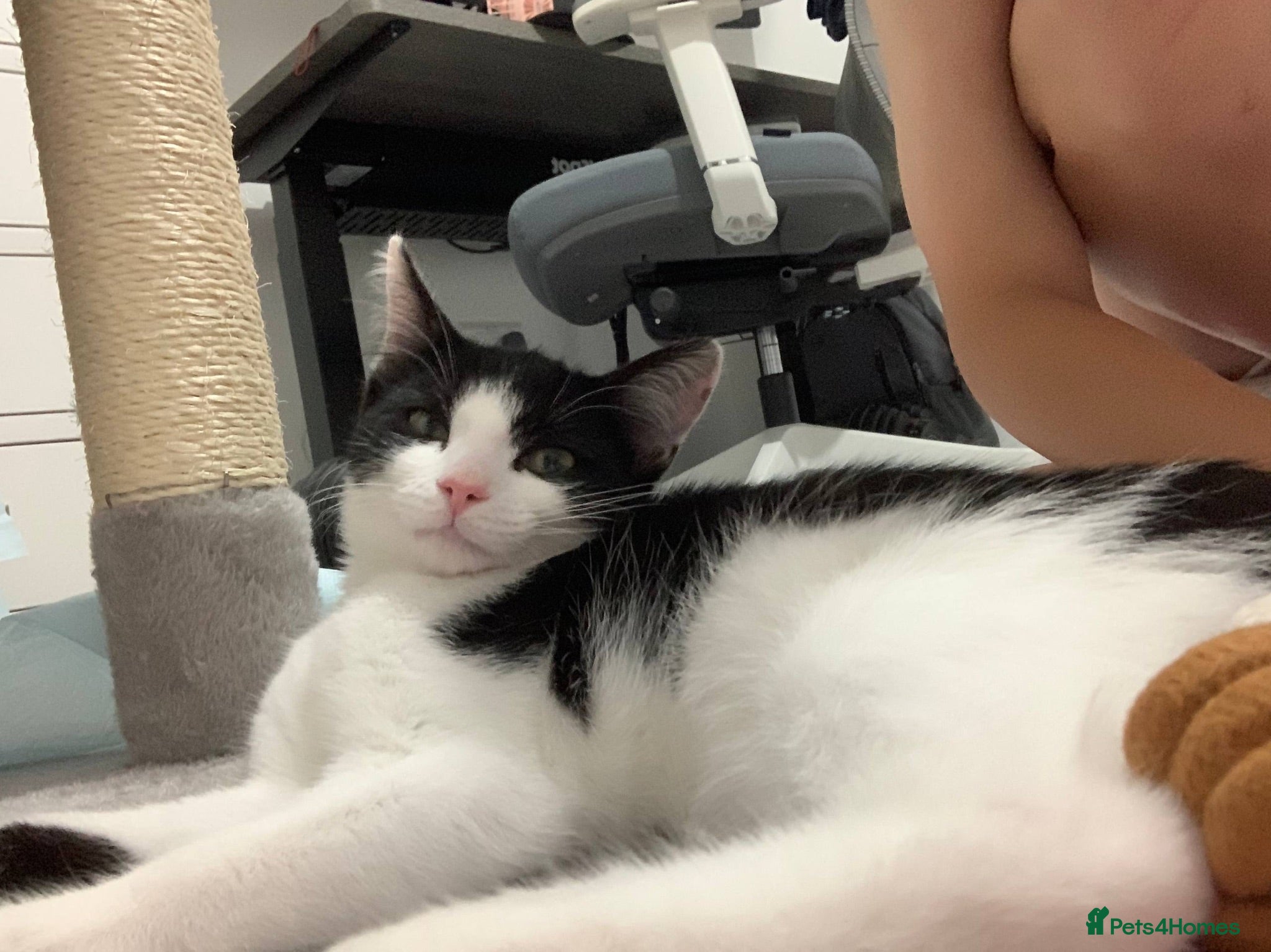 Mixed Breed cats Beautiful Male Kitten – Ready to Leave Now  - Advert 2