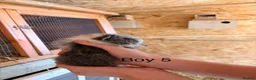Guinea Pig rodents for sale: 12 week old baby boar guinea pigs  - Advert 9