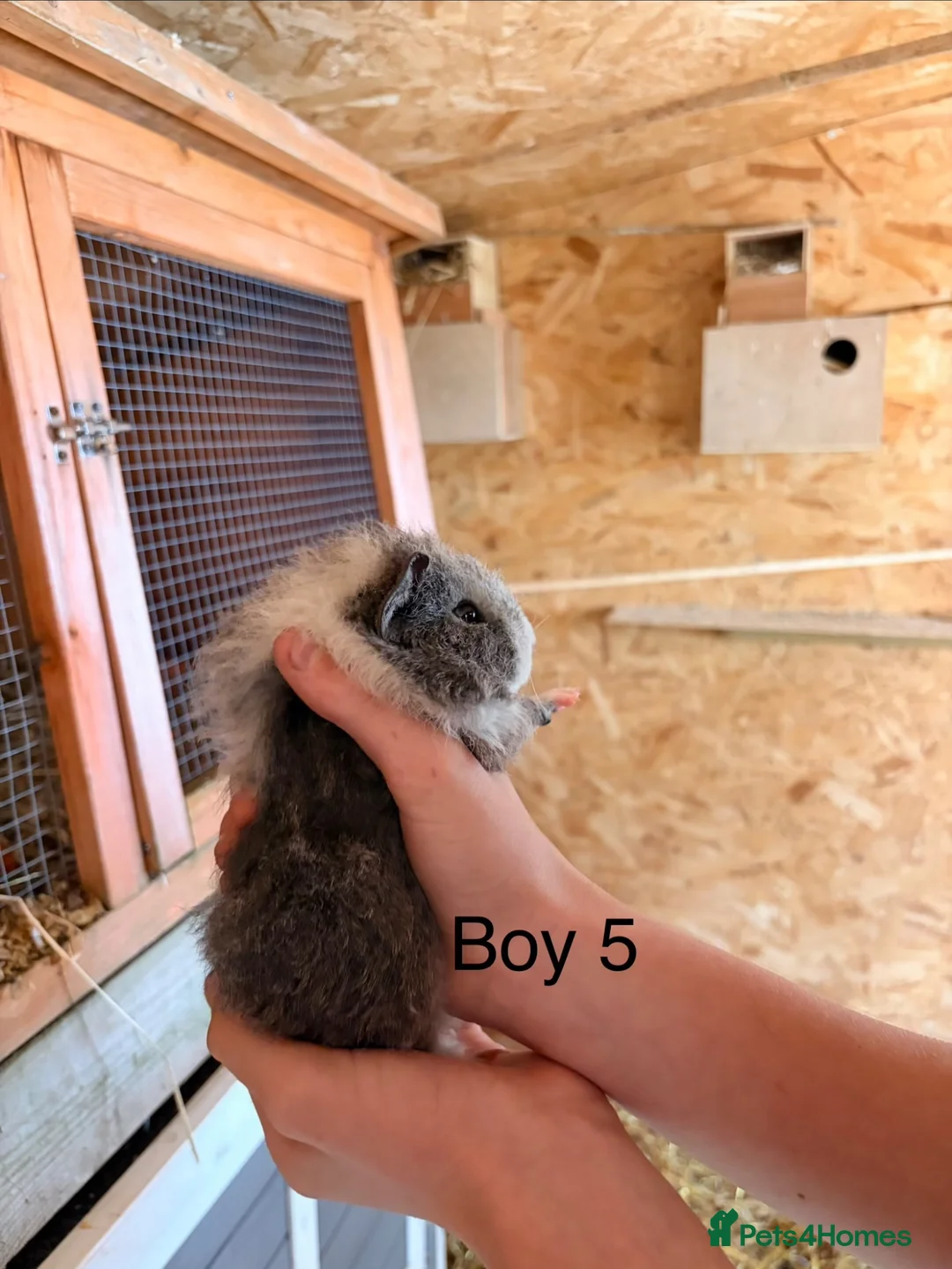 Guinea Pig rodents for sale: 12 week old baby boar guinea pigs  - Advert 9