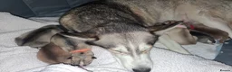 Siberian Husky dogs for sale: Sandra  in Peterborough - Advert 6
