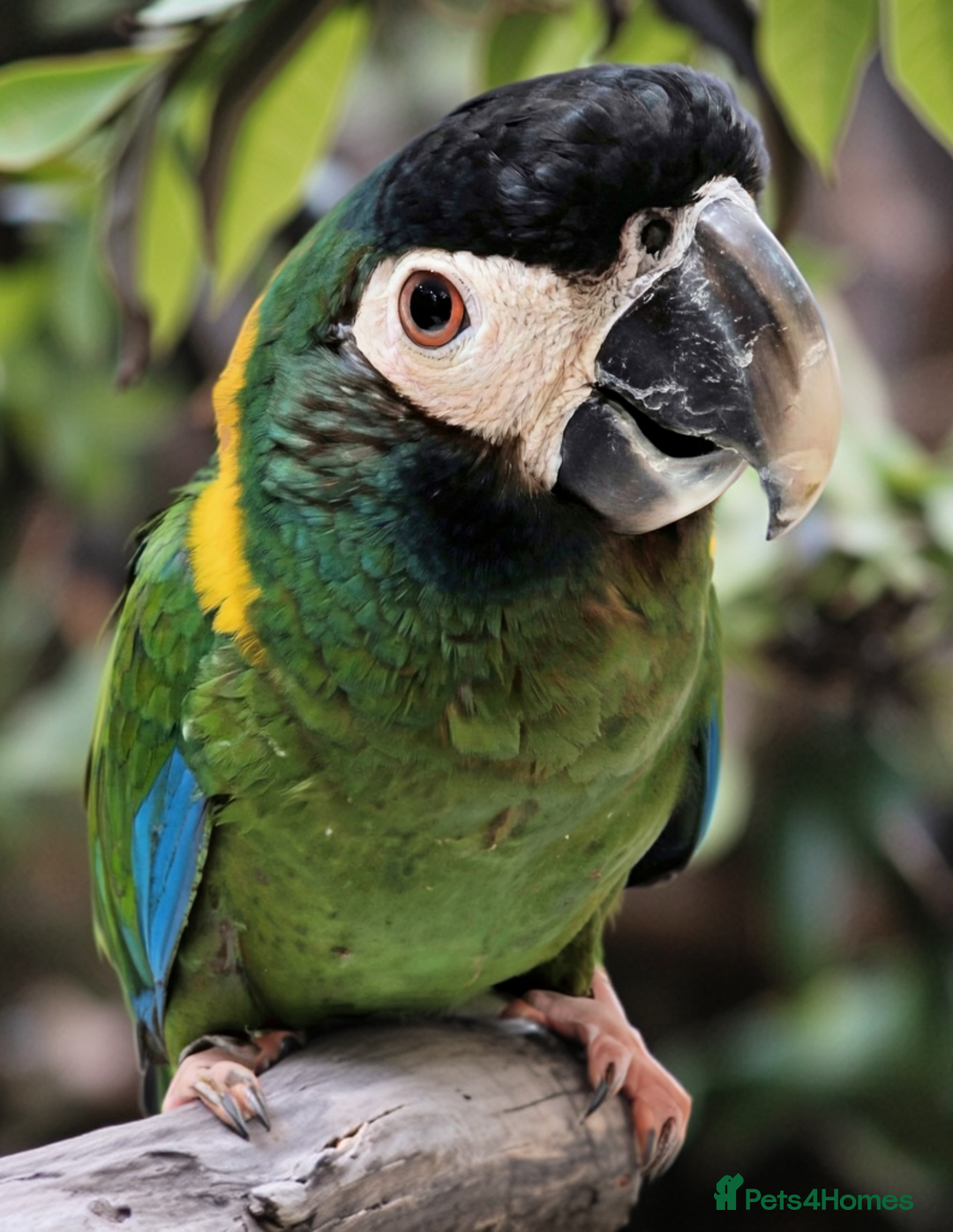 Macaws birds for sale: Golden collard Macaw Yellow collard Macaw  - Advert 21