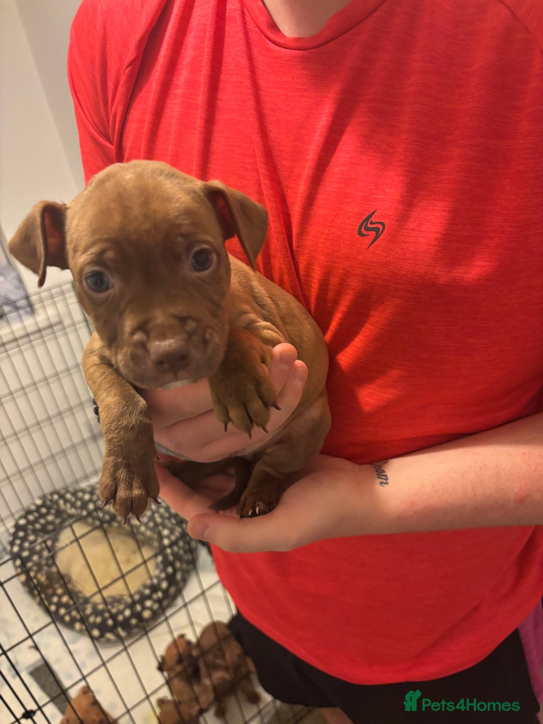Staffordshire Bull Terrier dogs for sale: Staffs pups (non kc) - Image 6