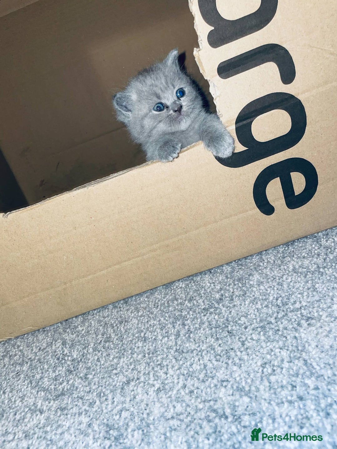 British Shorthair cats for sale: •Blue BSH Kittens – Ready Now . Last kitten left  - Image 16