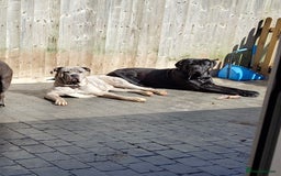Cane Corso dogs for sale: 2 year old cane corso male  - Image 1
