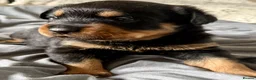 Rottweiler dogs for sale: 2 Gorgeous full pedigree Rottweiler puppies left  - Advert 34