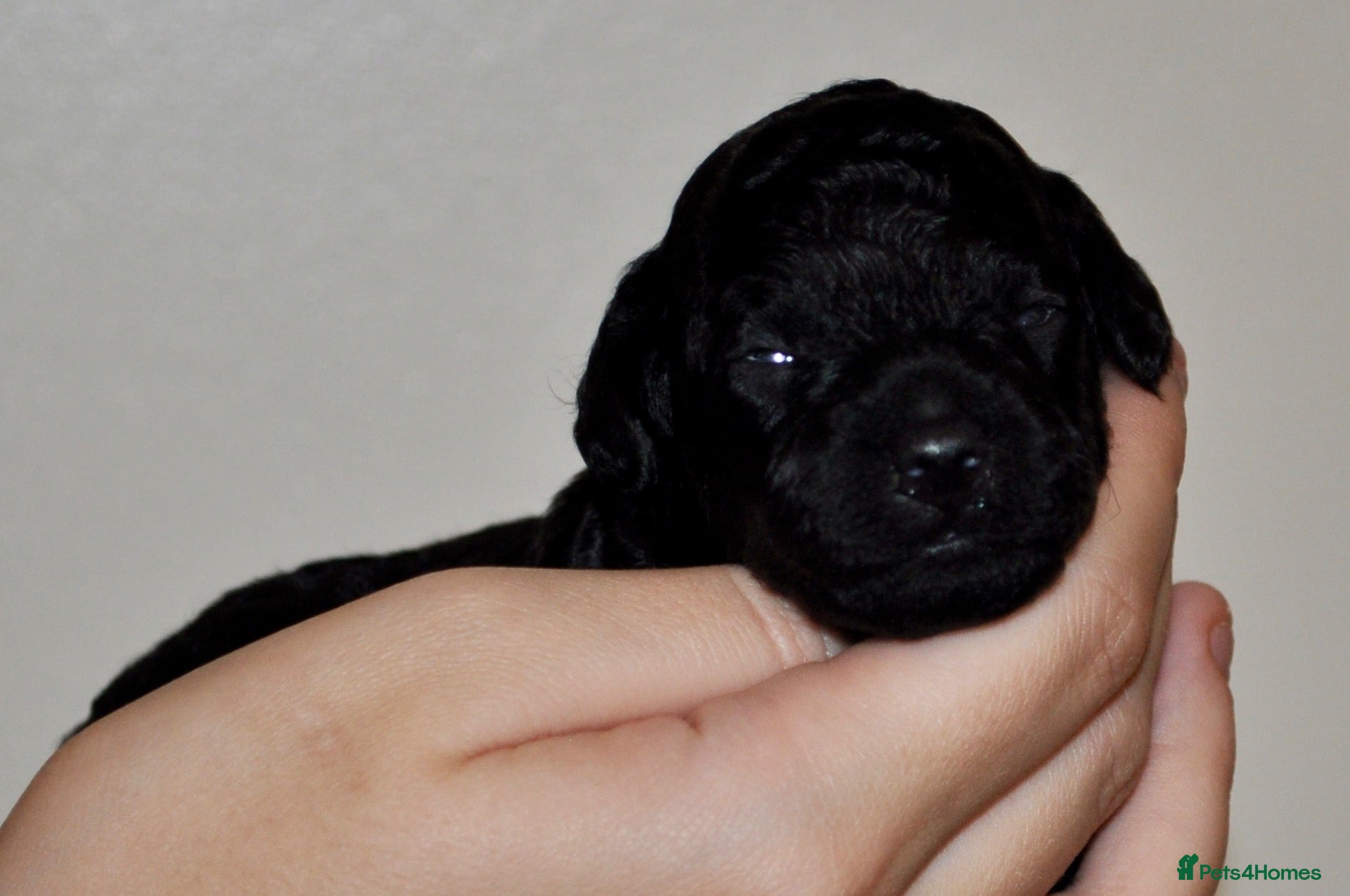 Toy Poodle dogs 🐾 Purebred Toy Poodle Puppies – £1,800 Each 🐾 - Advert 2
