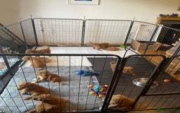 Australian Labradoodle dogs for sale: Australian Labradoodle puppies  - Image 23