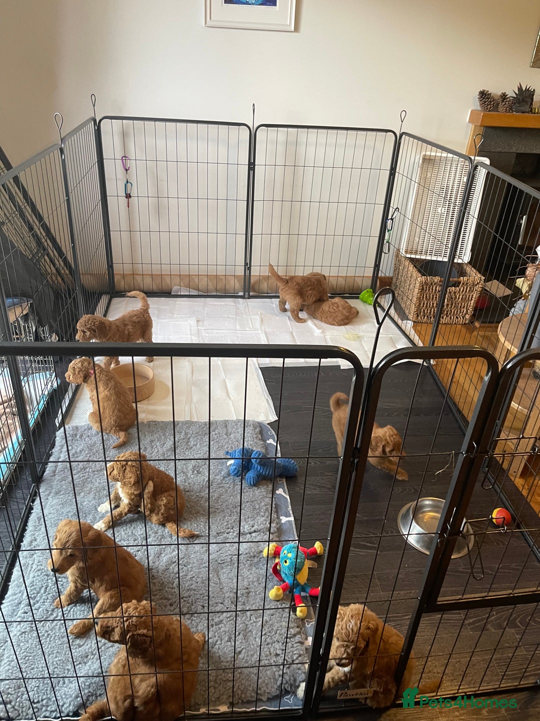 Australian Labradoodle dogs for sale: Australian Labradoodle puppies  - Image 23