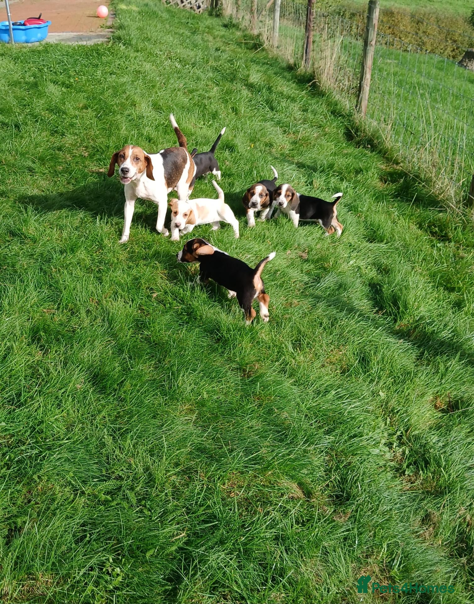 Mixed Breed dogs Beagle x basset  - Advert 2