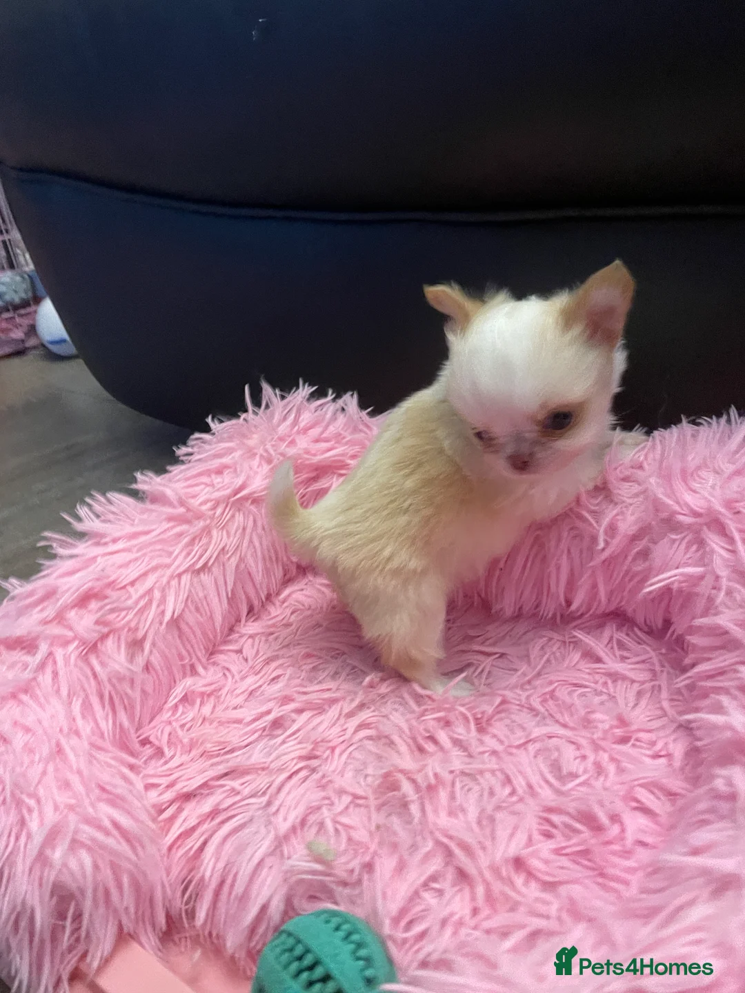 Chihuahua dogs for sale: Gorgeous  little  Longcoat Boy Kc 🌟🌟🌟🌟🌟 - Advert 10