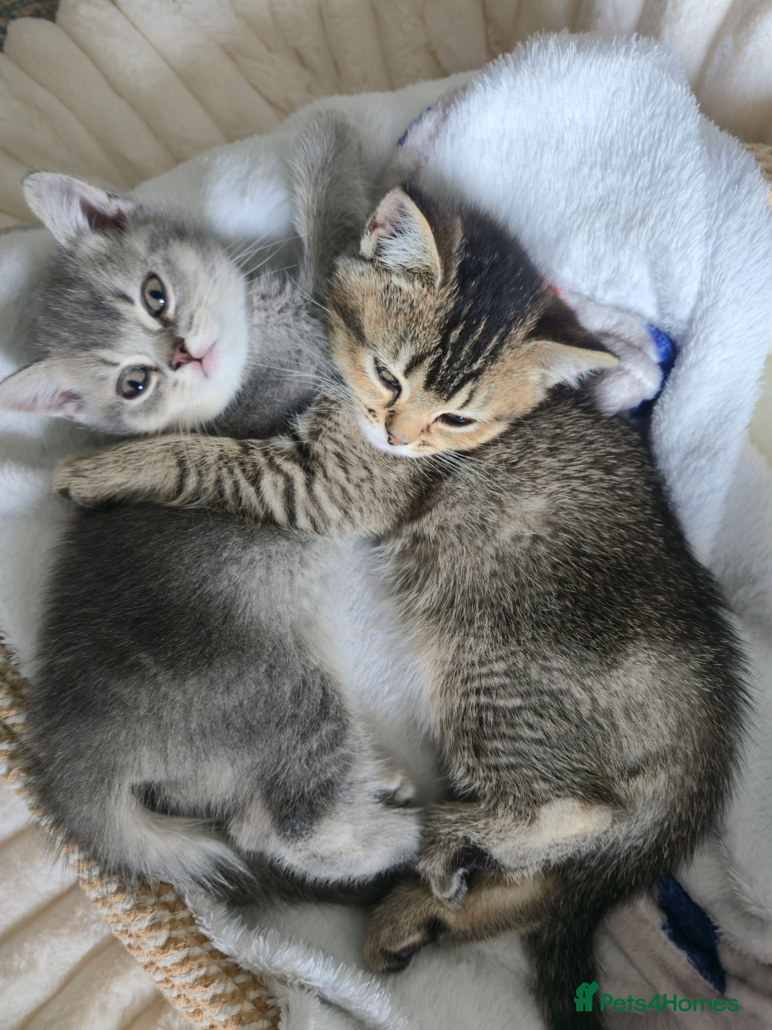 British Shorthair cats Kitten british shorthair  - Advert 2