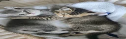 British Shorthair cats for sale: 2Kittens  british shorthair   - Advert 3