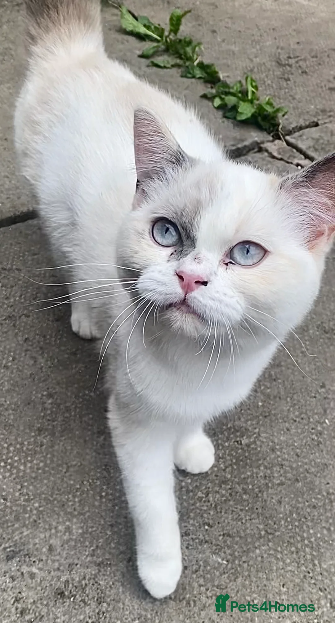 Mixed Breed cats for sale: Two adorable kittens for sale  - Advert 5