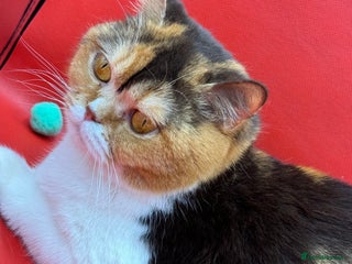 British Shorthair cats British Shorthair Girls Ready for Forever Homes - Advert 14