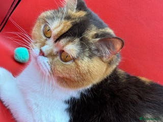 British Shorthair cats British Shorthair Girls Ready for Forever Homes - Advert 18