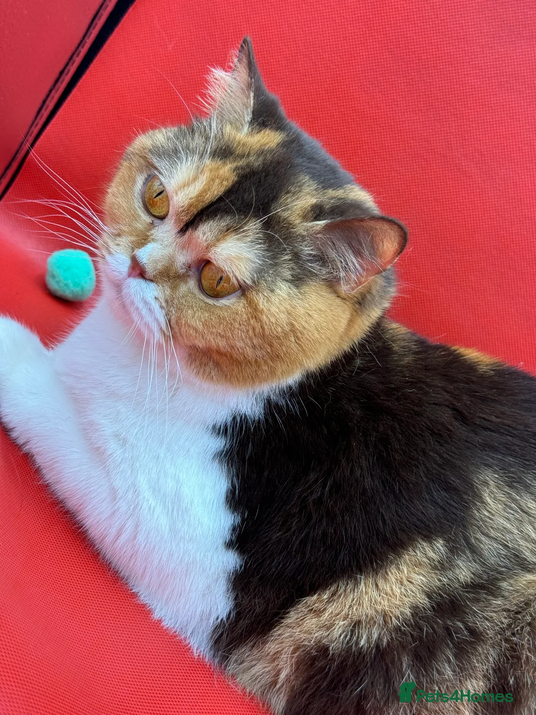 British Shorthair cats for sale: British Shorthair Girls Ready for Forever Homes - Advert 1