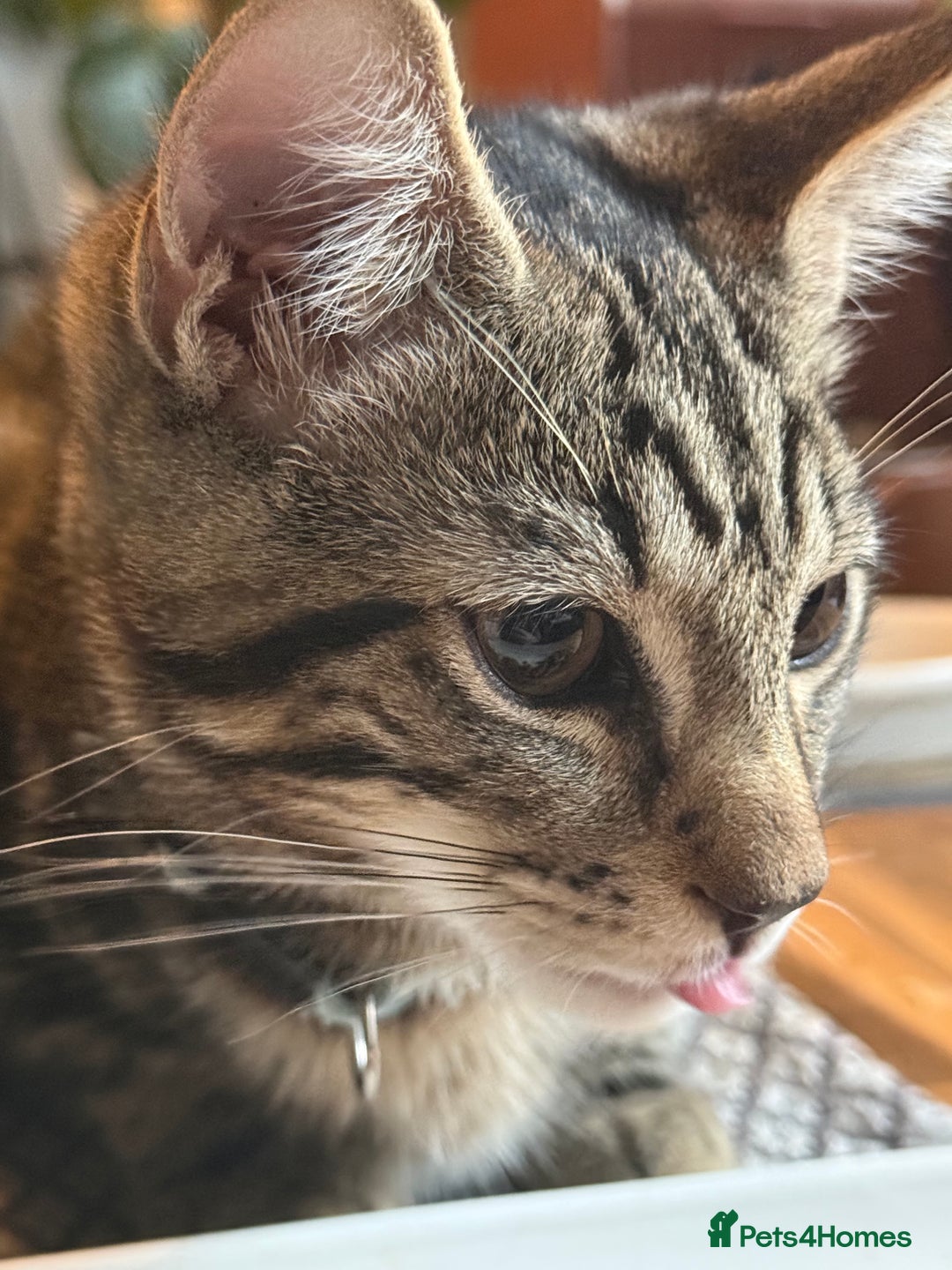 Maine Coon cats for sale: Maine Coone X Bengal - Advert 5