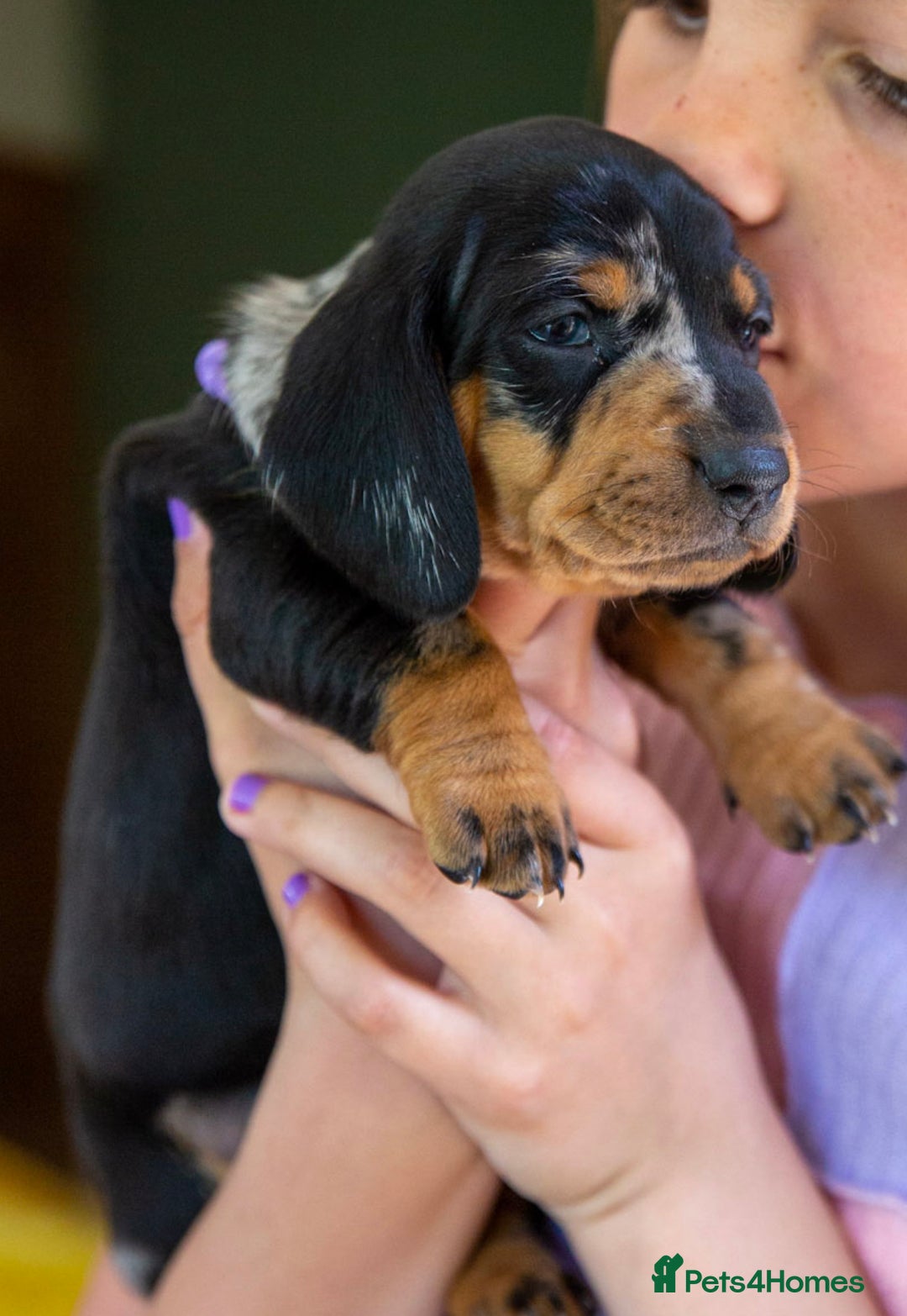Dachshund dogs for stud: Kc registered standard smooth stud  in Newton Abbot - Image 17