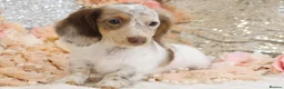Miniature Dachshund dogs for sale: KC Longhair Miniature Dachshund Puppies - Advert 23