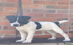 Jack Russell dogs for sale: Good quality Jack Russell dog pup - Image 3