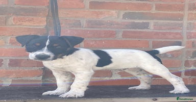 Jack Russell dogs - Advert 1