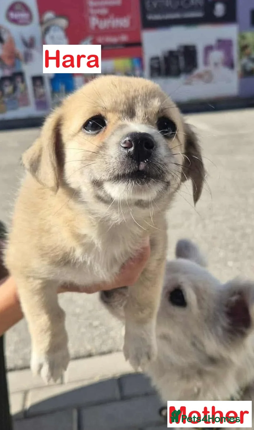 Mixed Breed dogs for adoption: 🌸Little HARA🌸- gentle, grateful and full of love - Advert 36