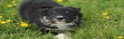 Border Collie dogs for sale: Gorgeous little of border collie puppies for sale  - Advert 4