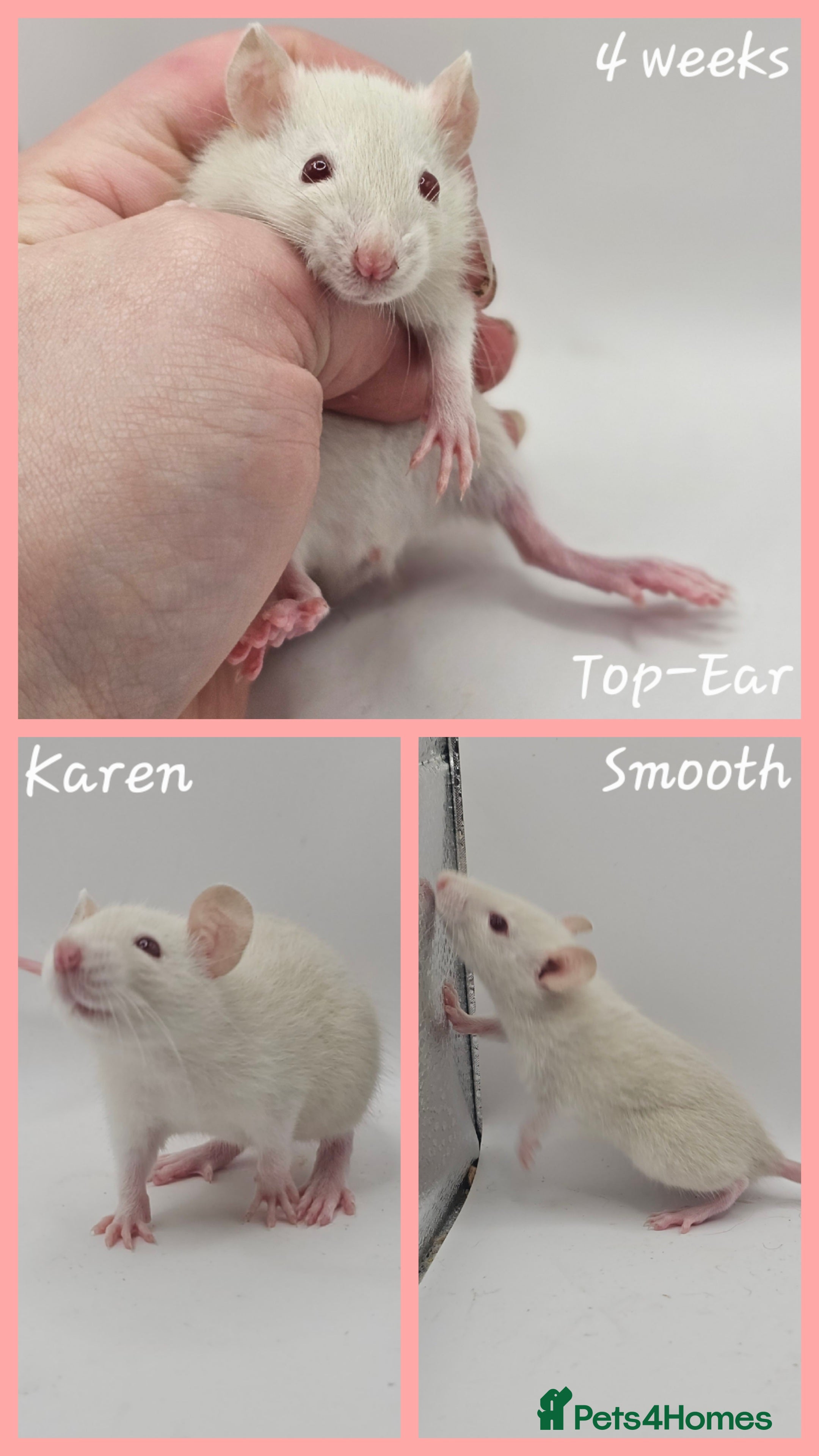 Rat rodents Deansfield Rattery - Rex, Dumbo, Double Rex - Advert 8