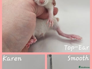 Rat rodents Deansfield Rattery - Rex, Dumbo, Double Rex - Advert 8