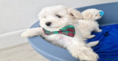 Maltese dogs - Advert 2