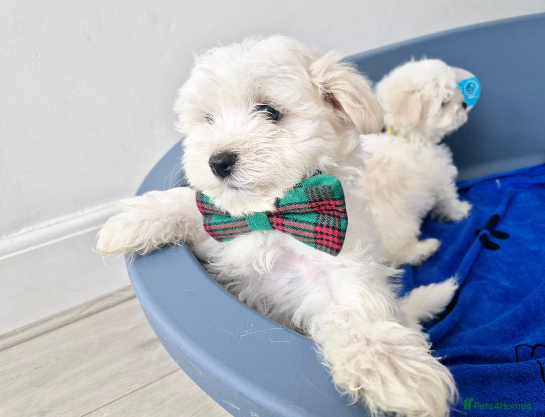 Maltese dogs for sale: Maltese - Image 3