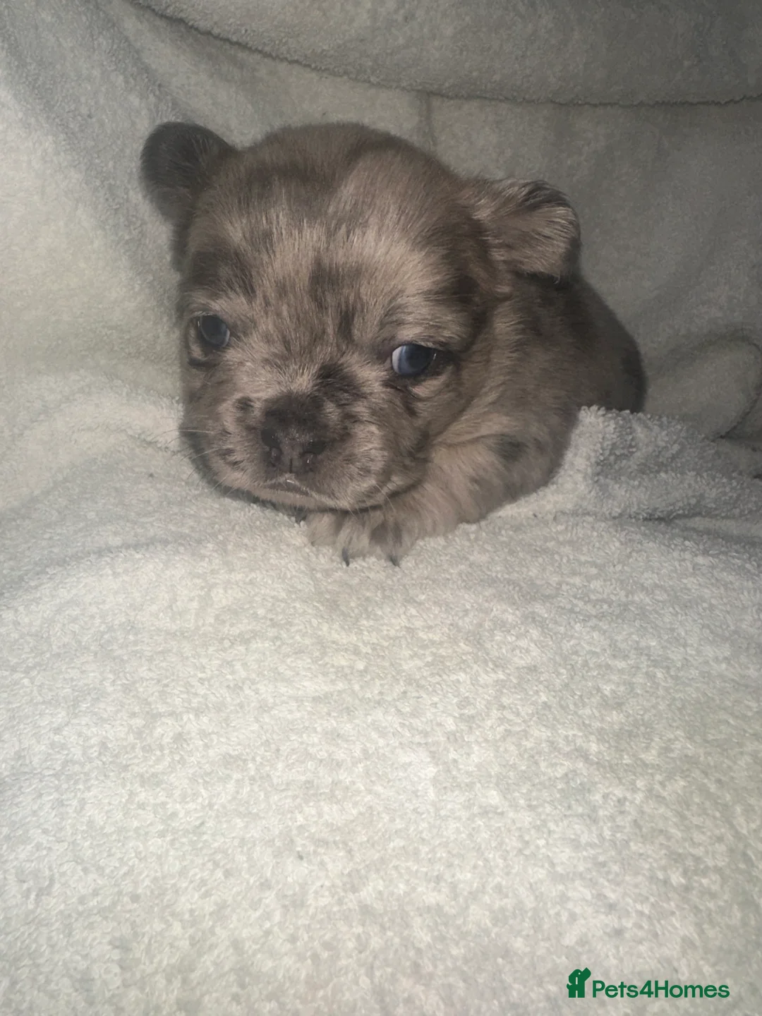 French Bulldog dogs for sale: Dwkc registered fluffy frenchie 🫶🏽 - Advert 24