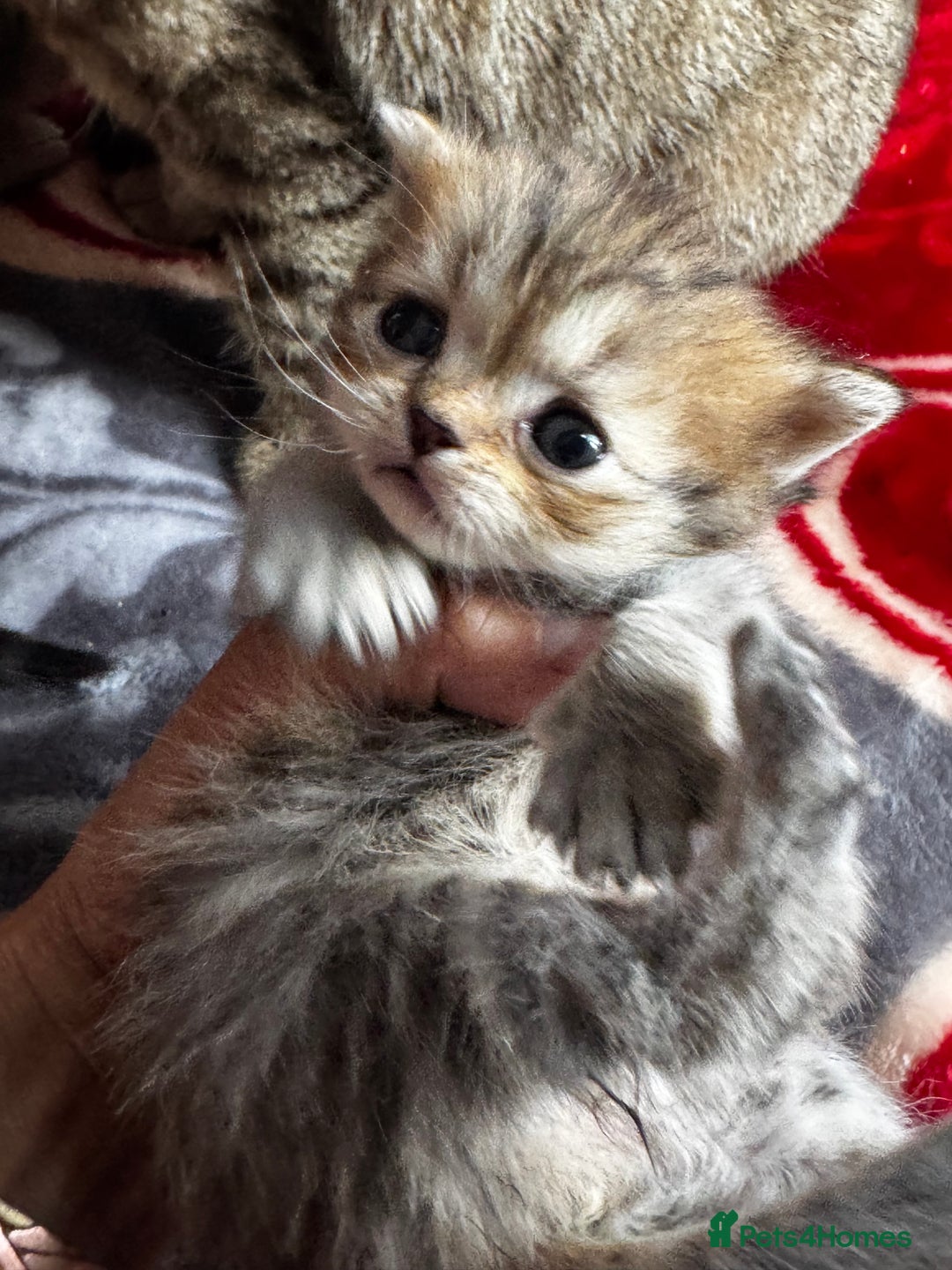 British Shorthair cats for sale: Cutest Tabby British Short Haired Kittens  - Image 15