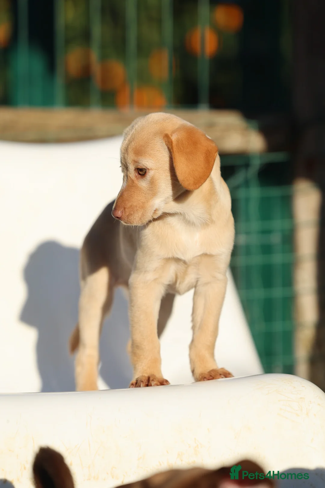 Mixed Breed dogs for adoption: Sol - the mini looking Labrador - Advert 11