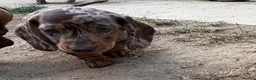 Miniature Dachshund dogs for sale: Miniature dachshunds  - Advert 7