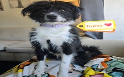 Mixed Breed dogs for adoption: 💖🐶 TOPSY 🐶💖 - Image 2