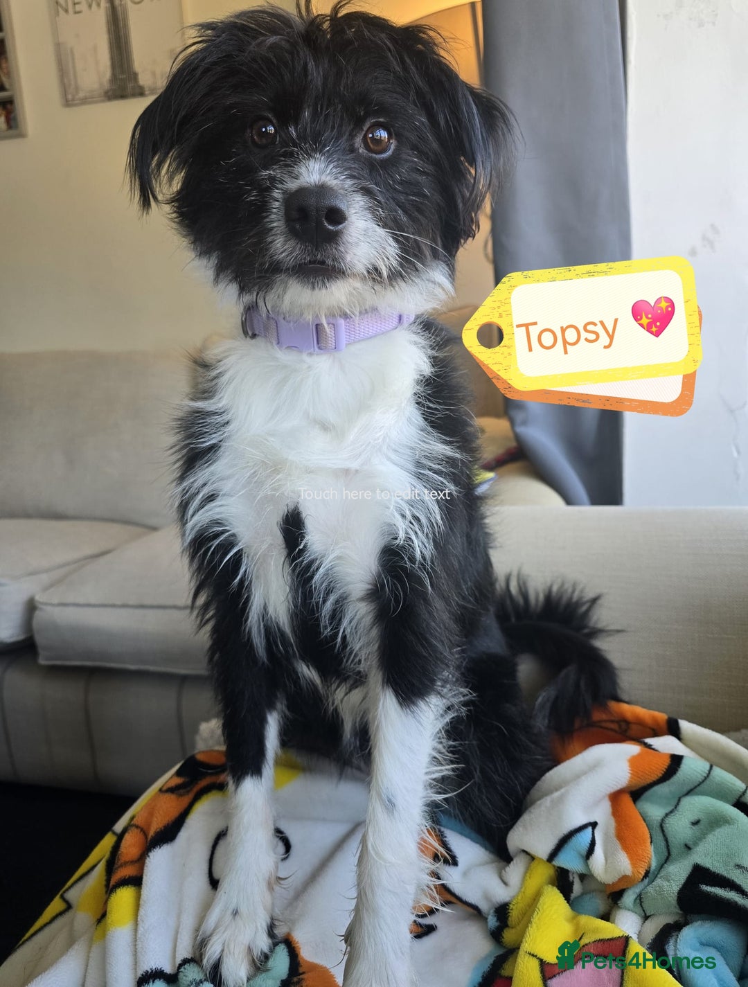 Mixed Breed dogs for adoption: 💖🐶 TOPSY 🐶💖 - Image 2
