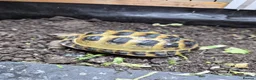Tortoise reptiles for sale: Horsefield Tortoises  - Advert 4