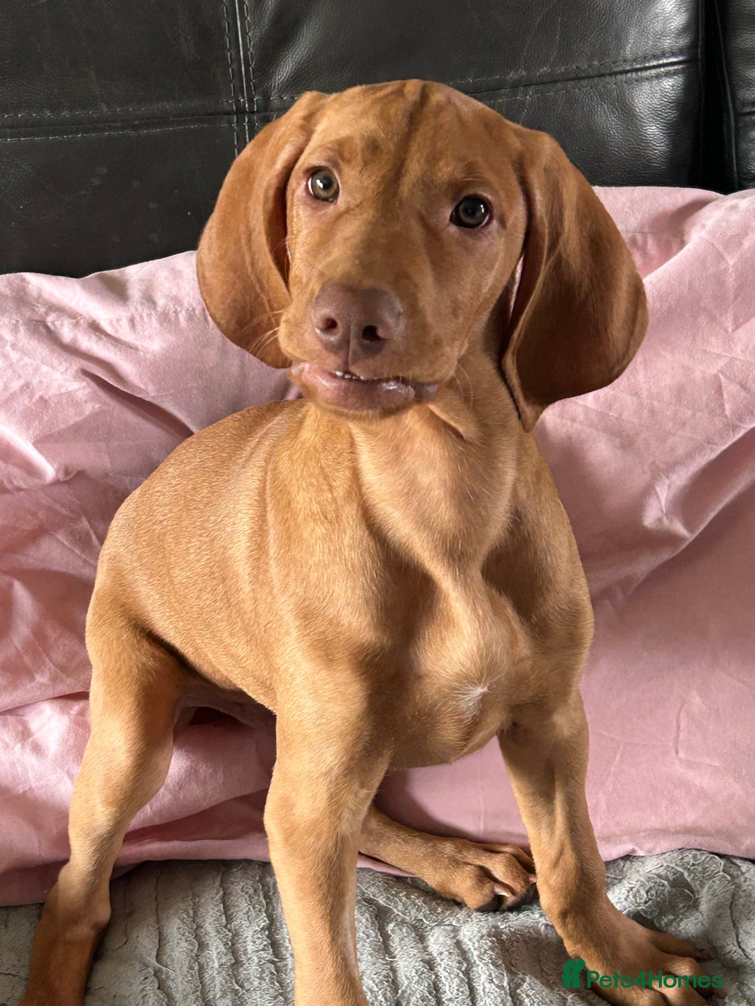 Hungarian Vizsla dogs for sale: One boy puppy available - Image 4