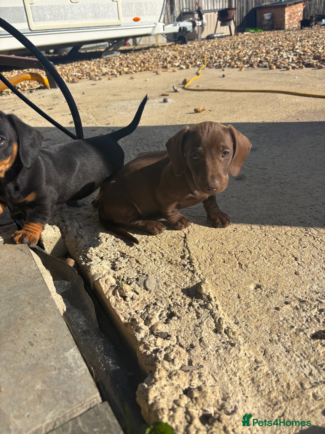 Miniature Dachshund dogs for sale: true miniature dachshunds - Image 12