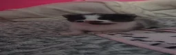 Domestic Shorthair cats for sale: Four beautiful healthy happy kittens  - Advert 5
